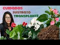 QUE ES LO QUE DEBES SABER PARA QUE TU ANTURIO ,CRESCA SANO ,CUIDADOS,SUSTRATO Y TRANSPLANTE.