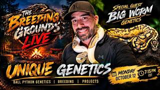 Information Episode 37 - What Makes a Great Ball Python Breeding Project | Big Worm Genetics Update
