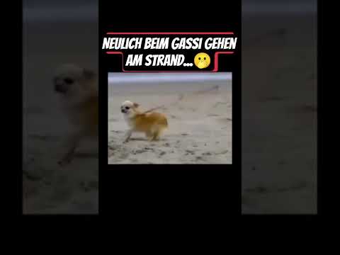 Neulich beim Gassi gehen...