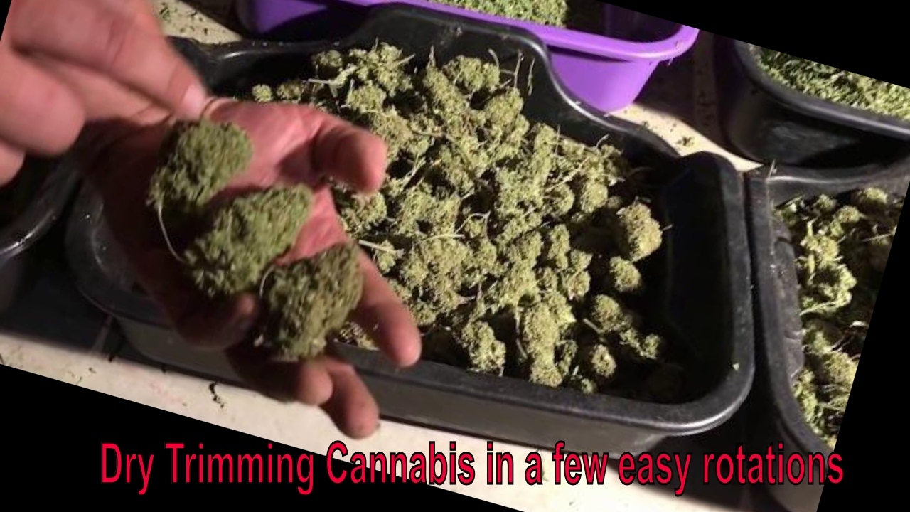 How to Dry Trim Cannabis with the Trimbag in 10, 20, and 30 Rotations With Blue Chesse