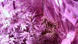 Weekly update on medicinal cultivation .
