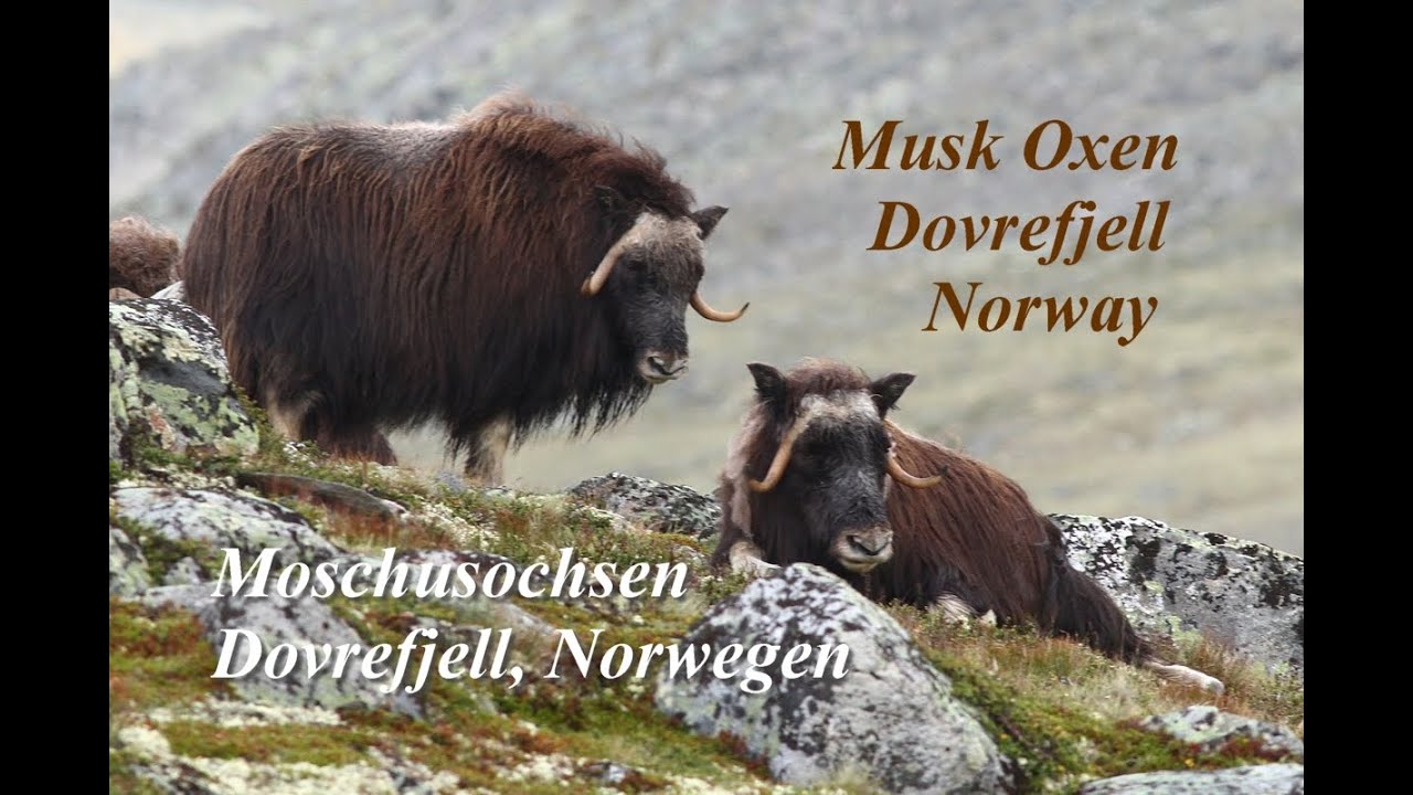 Moschusochsen im Dovrefjell, Musk oxen, Moskus i Dovrefjell