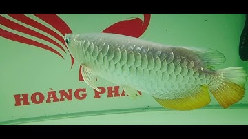 Super HB sau 11 tháng nuôi. lúc nhỏ phông đen - lớn đổi qua phông trắng.