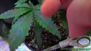 Beginner Tips #2 - How To Top A Cannabis Plant