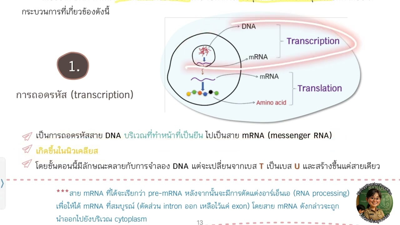 สรุป การจำลอง DNA + การถอดรหัส +การแปลรหัส ม.4