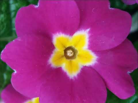 موشح زاهي القوام مقام شد عربان تلحين محمد علي بحري