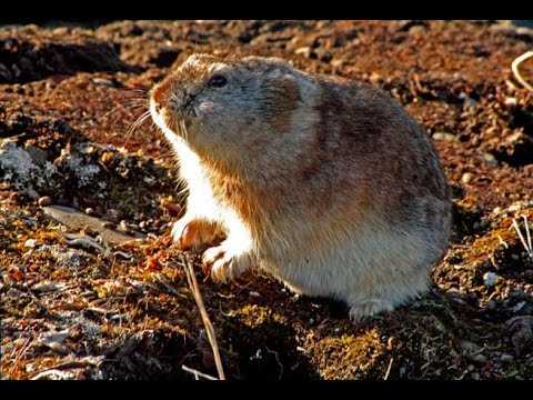 Videó: Szibériai lemming: leírás, tenyésztés, táplálkozás