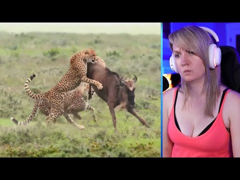 15 Amazing And Merciless Cheetah Coalition Attacks Caught On Camera Part 1 | Luong Vlog