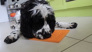 Dog licking peanut butter for 15 minutes straight