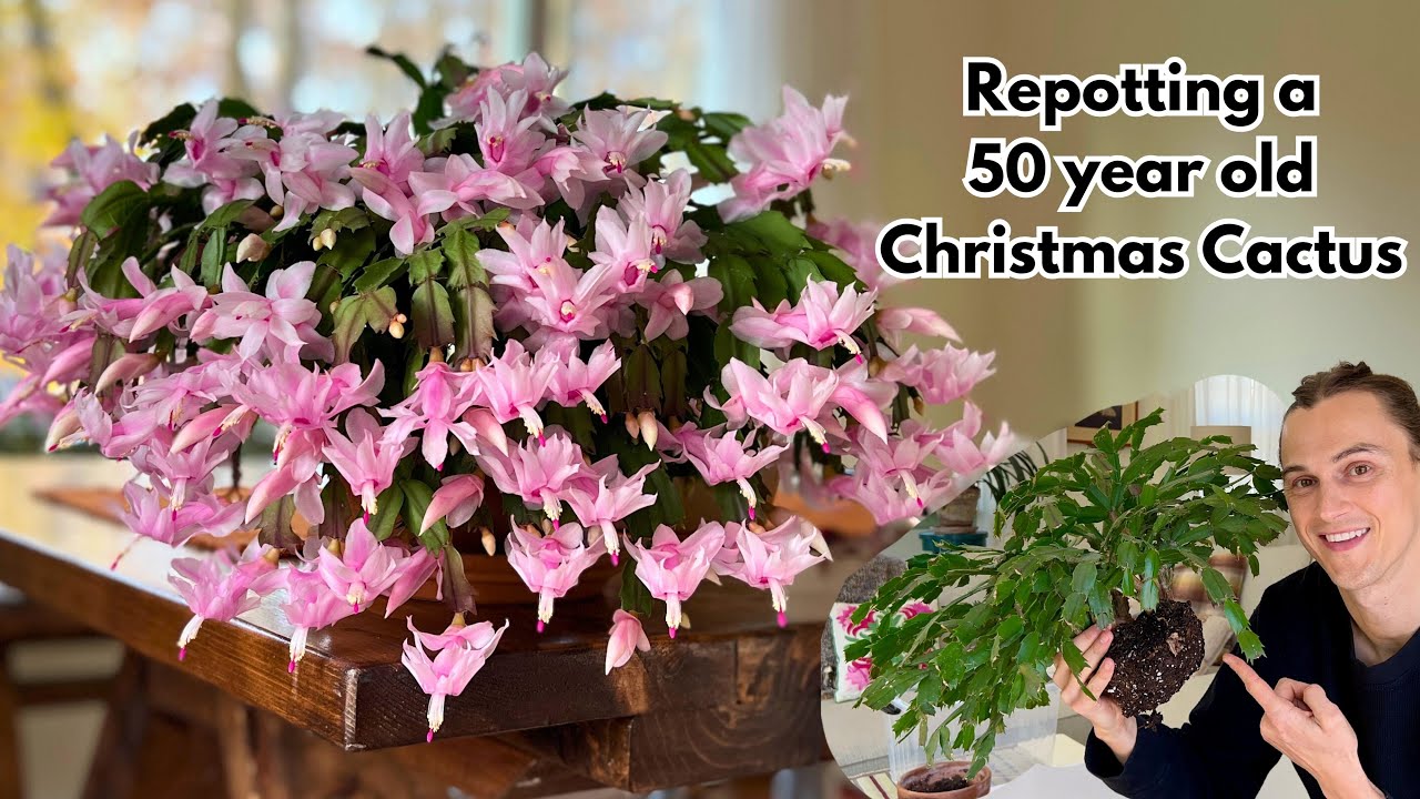 Repotting my Christmas Cactus (Thanksgiving Cactus) - with Root Pruning  Tips - Schlumbergera