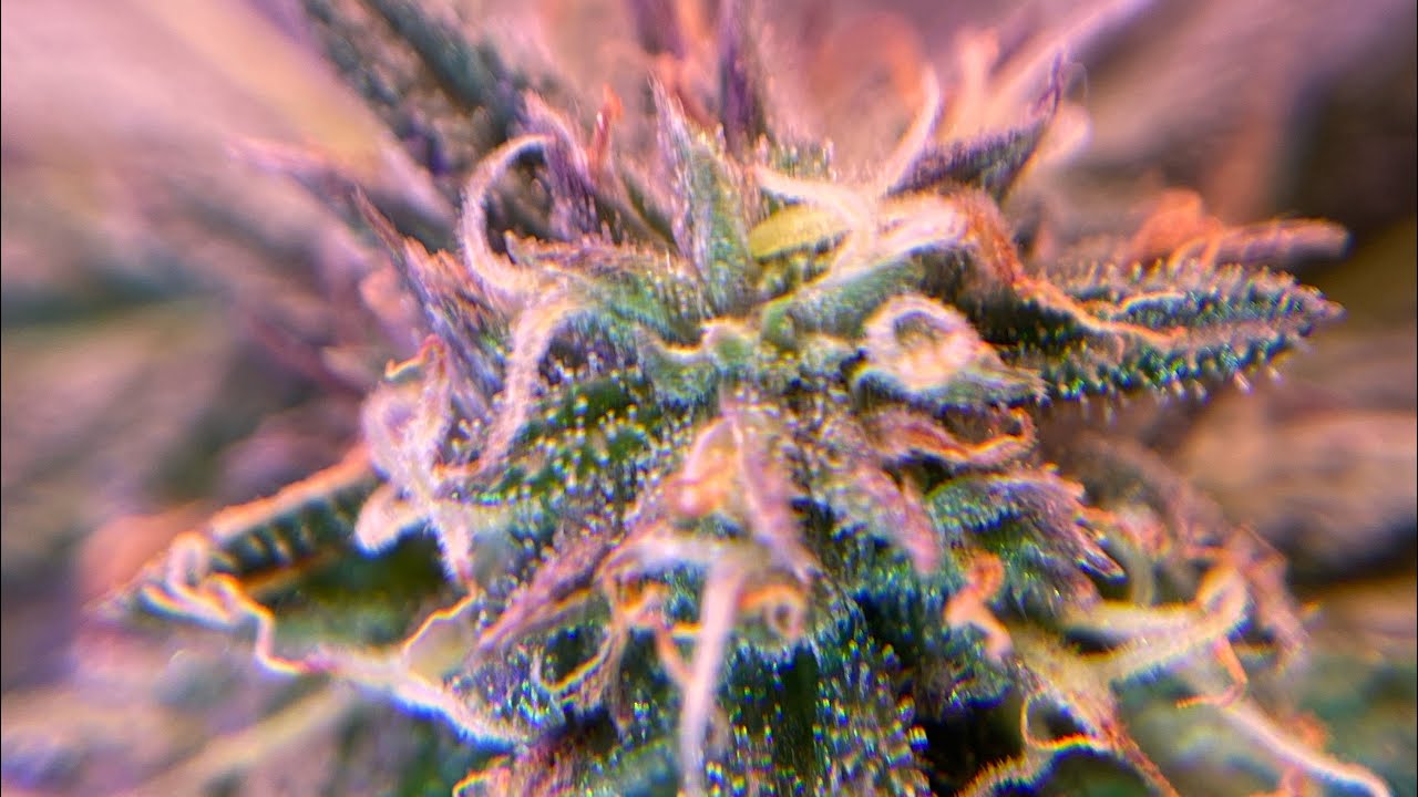 Week 5 of Flower Orange pistols Walmart cannabis grow