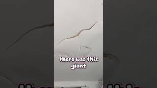 What NOT To Do In a Rented Apartment