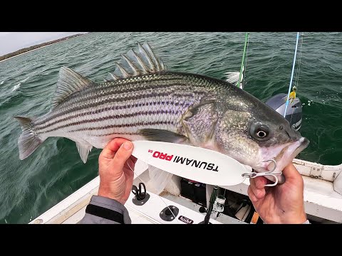 Excellent Striped Bass and Jumbo Porgy Jigging as Fishing Comes Alive! 