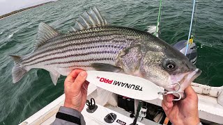 Excellent Striped Bass and Jumbo Porgy Jigging as Fishing Comes Alive!