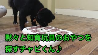 黙々と知育玩具のおやつを探すチャビくん♪〜犬のしつけは大阪のsmart-dog~