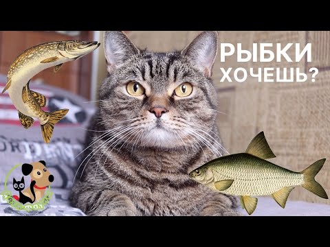 Почему (когда) не стоит кормить кошку рыбой? 3 причины