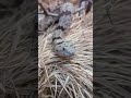 Rattlesnakes Do What?!