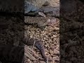 Rattlesnakes Do What?!