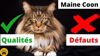 Race de chat Maine Coon  Tout savoir sur ce chat : Qualités et Défauts