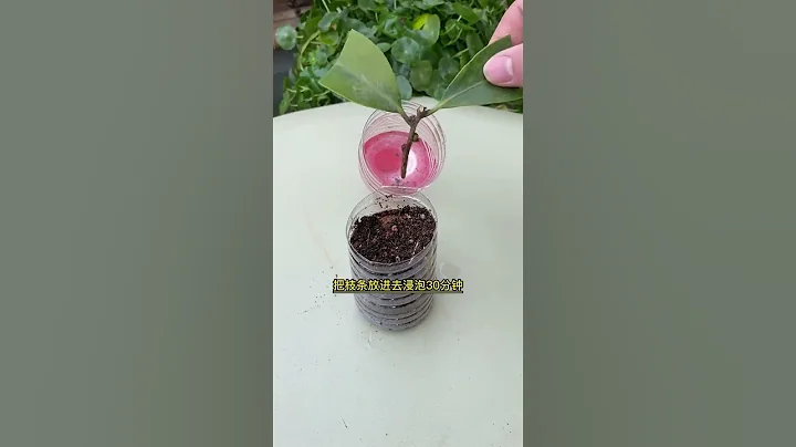 茶花這樣扦插，不黑桿，很容易長出大白根#扦插 #養花小知識 #花卉綠植  #愛生活愛養花 - 天天要聞