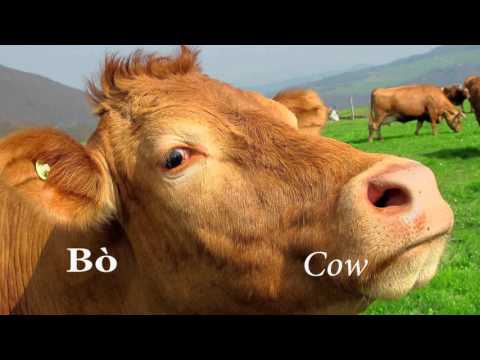 Gaelic for Outlanders: Animals (Lesson 19)