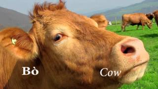 Gaelic for Outlanders: Animals (Lesson 19)