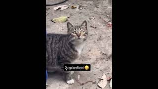 Şaşı Kedi Evi 🤓