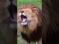 اسد يهجم بصوت زئيره