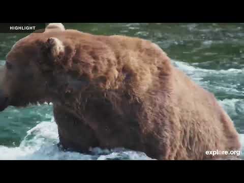 Riffles - Katmai National Park | 2025 Highlights