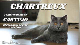 Chartreux 😸 The Cat with the Smile (English subtitles) by Raza de Gatos 3,140 views 3 years ago 3 minutes, 49 seconds