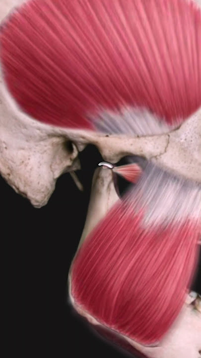 5 Common TMJ Disorders (Causing Ear Pain, Jaw Pain, Lockjaw, and/or Clicking/Popping) @fauquierent