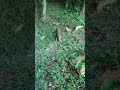 #S31【有害駆除】【イノシシ】＃有害駆除 #罠＃括り罠＃猪