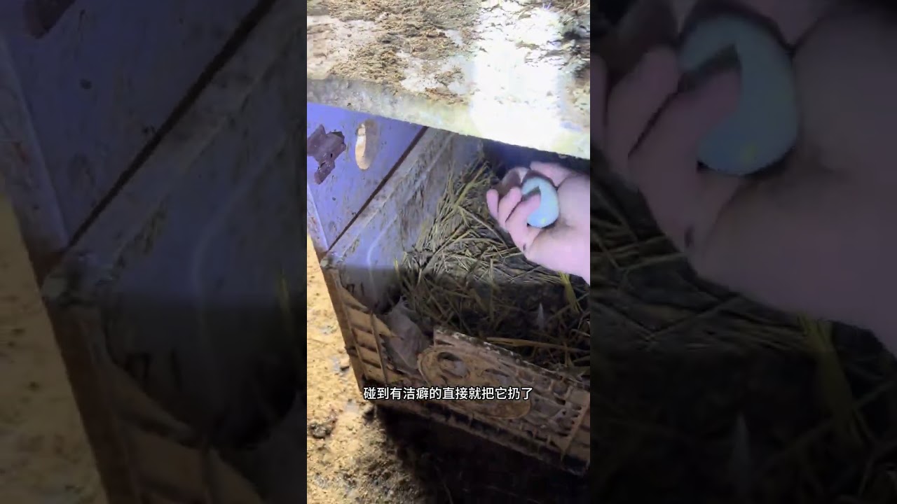 Title: Egg-Stravaganza: The Unexpected Mess When It Rains on Chicken Coops