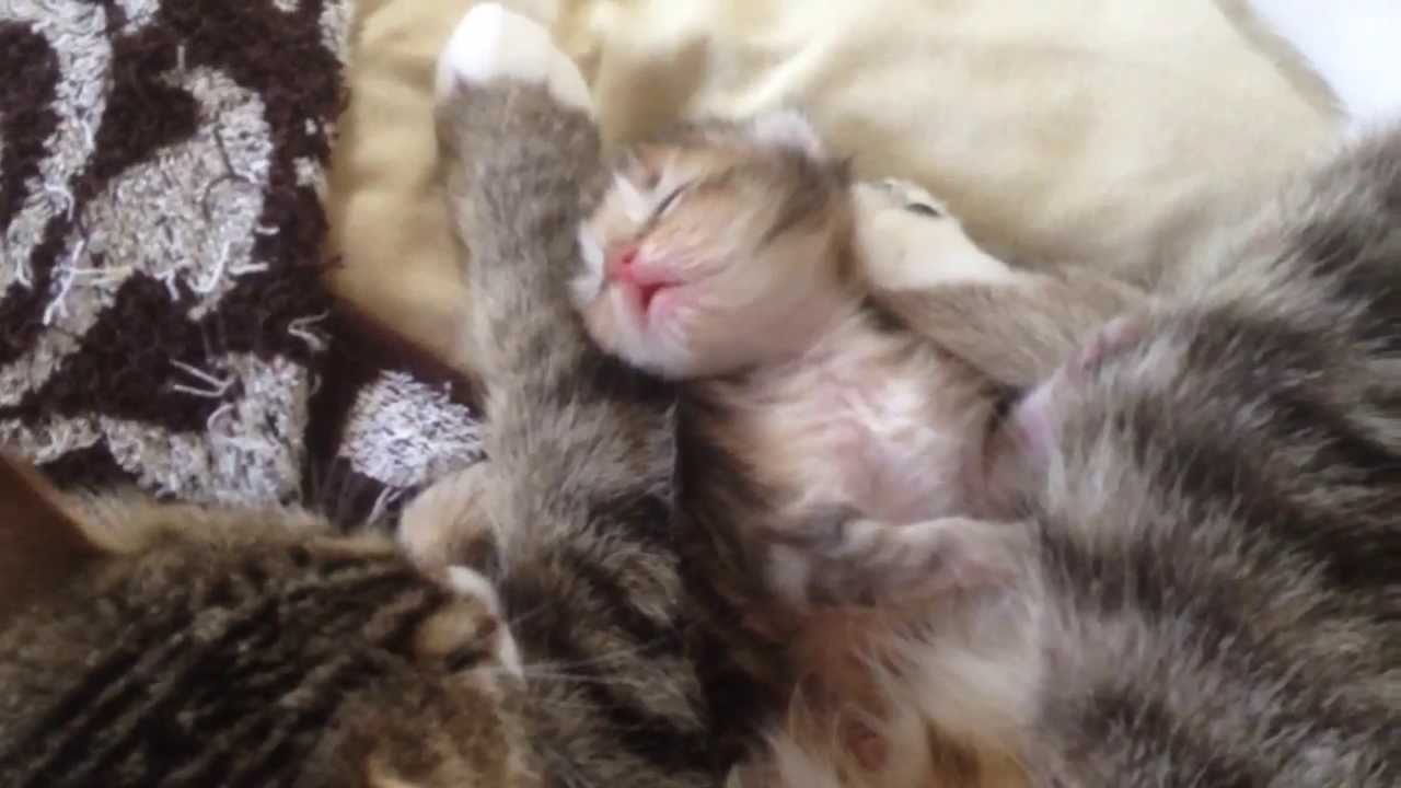 猫 かわいい イラスト まだ目が開きかけの産まれたての仔猫とお母さん猫 kitten and mother
