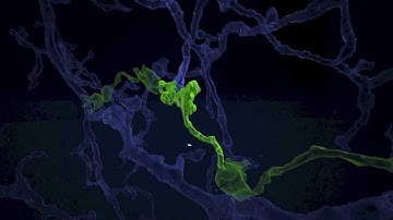 Building Neurons in 3D