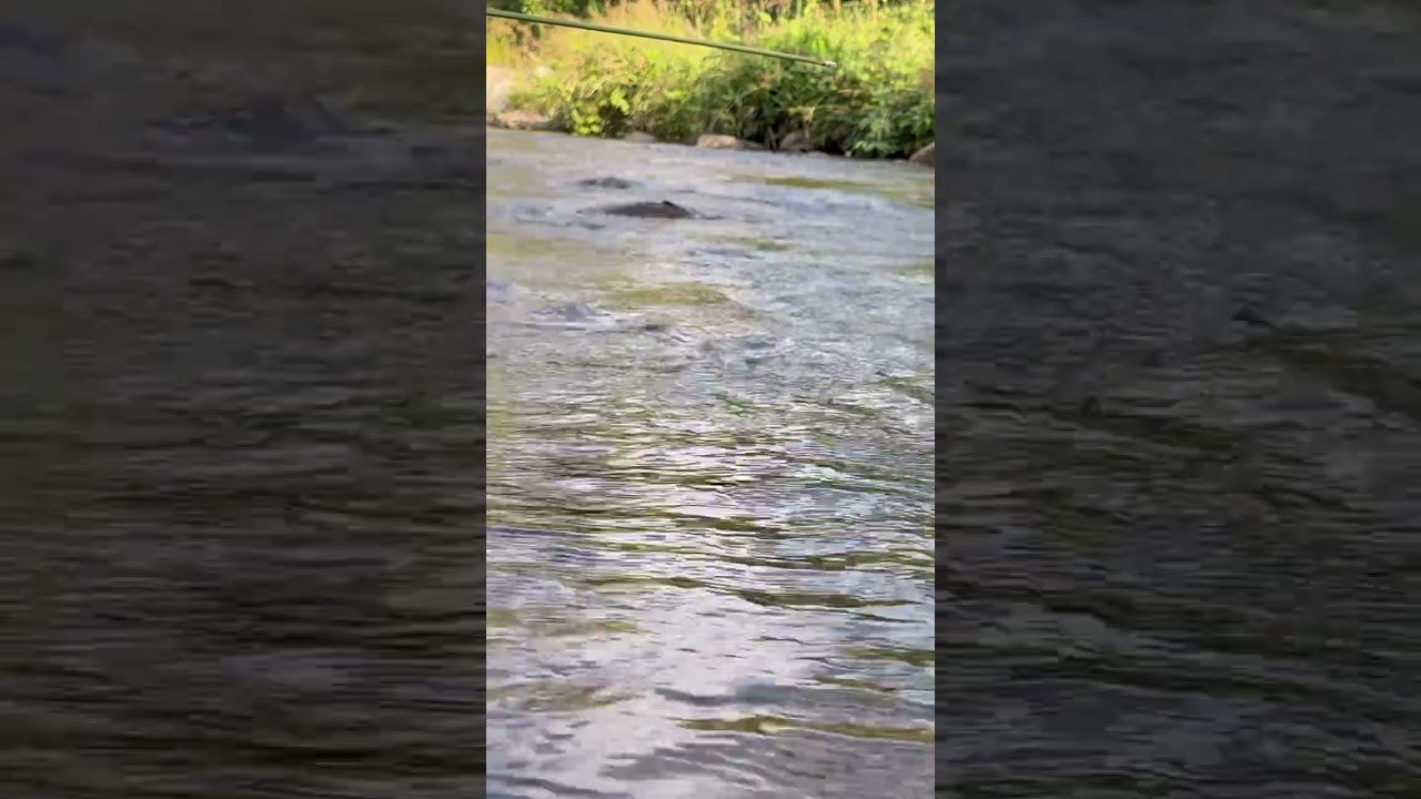 Water Sounds for Sleep or Focus | White Noise Stream 