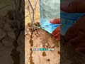 This 😯 Genius Drip Trick 🤯 Saves Plants in Extreme #shorts #waterSaving #FarmingHack