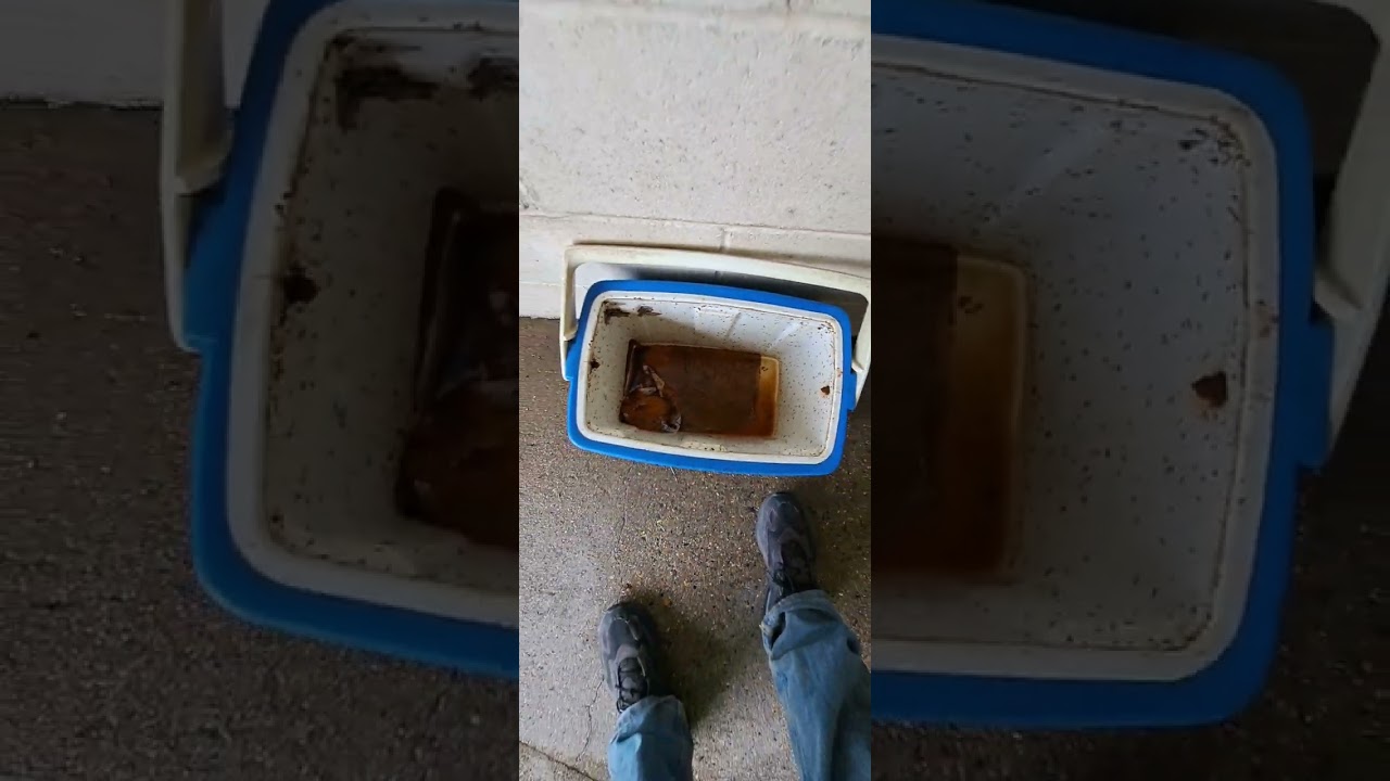 Cleaning up rotten lunch box