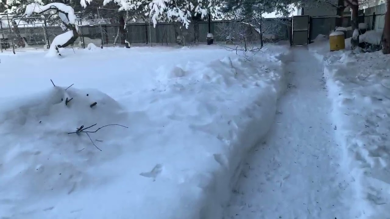 Виноград.Много мороза и снега))))!