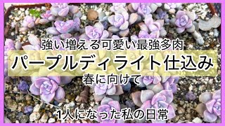 多肉植物]最強多肉パープルディライト春に向けてビック缶に仕込み〜^_