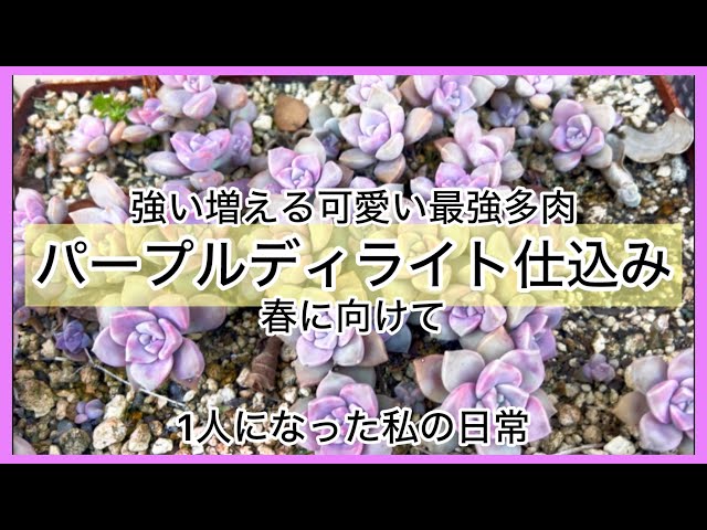 多肉植物]最強多肉パープルディライト春に向けてビック缶に仕込み〜^_