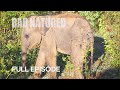 Baby elephant abandoned by mother  bad natured  bbc earth