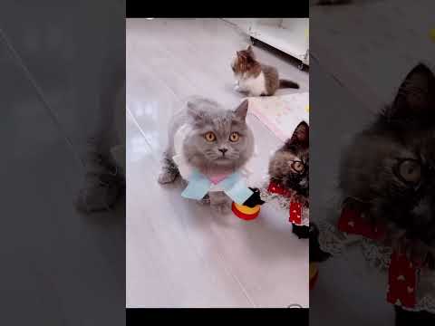 Cute Mini cat #pets #funny #dog #puppy