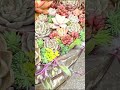 【多肉植物】こんまい仕立て直しもしているん【succulent】