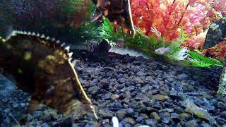 Leaf fish lunchtime!