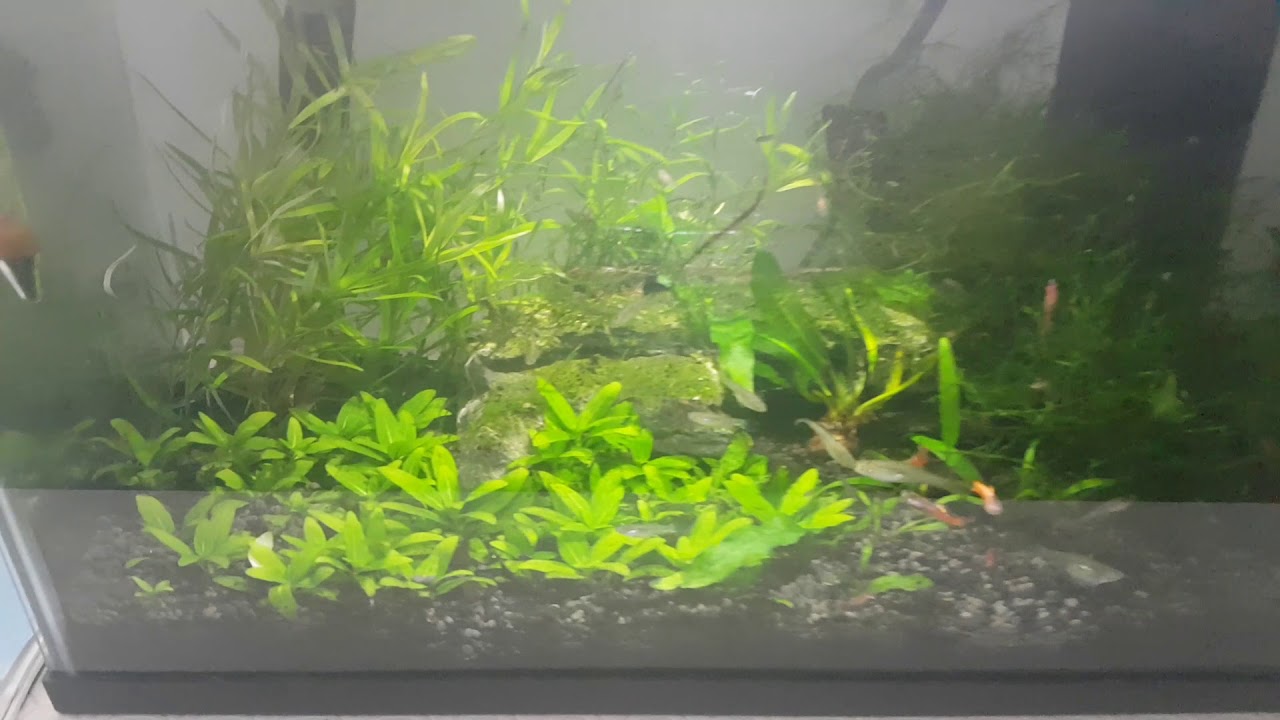 seachem flourish tabs after 4 months in the 5g planted tank youtube