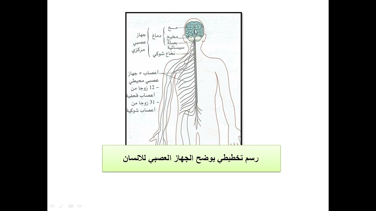 الرسومات المتوقعة في الشهادة في العلوم الطبيعية 4 متوسط