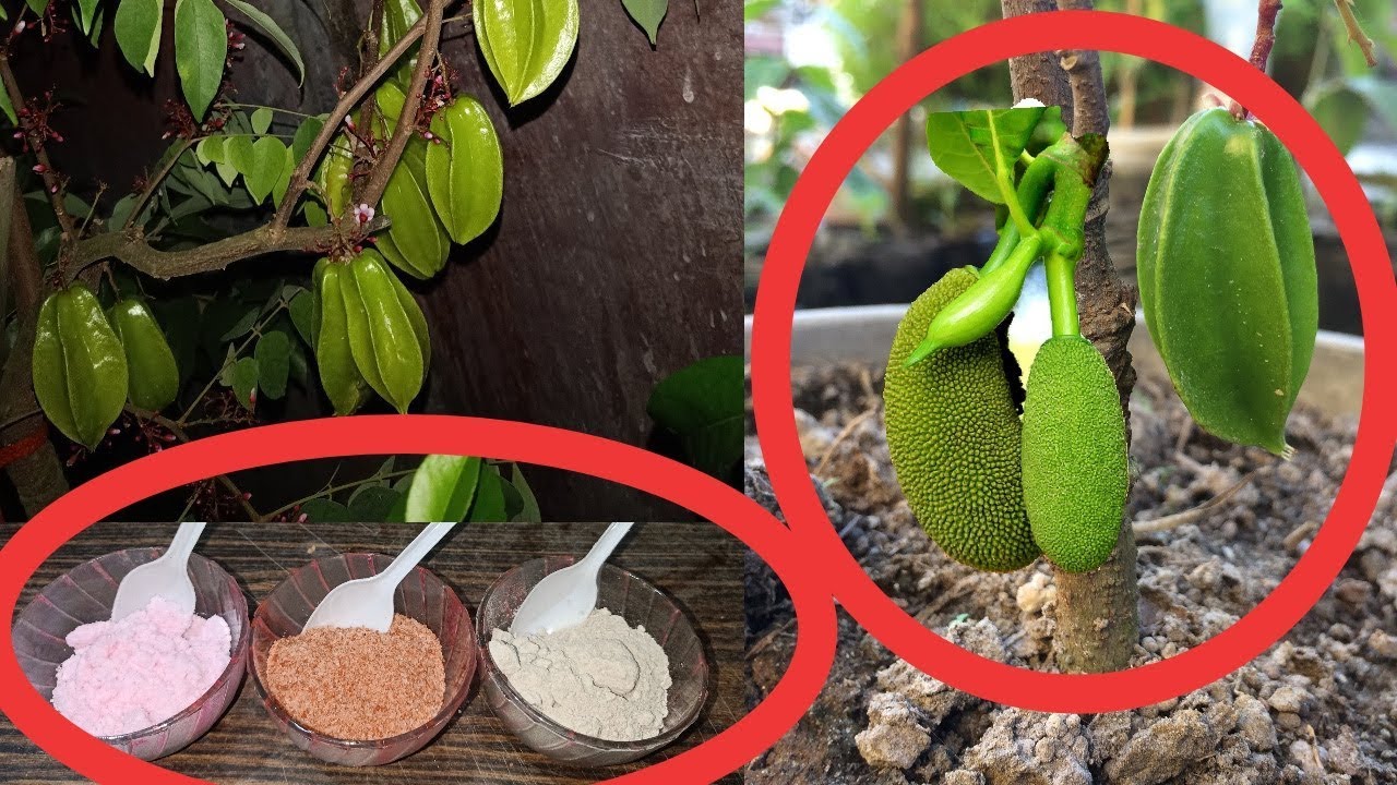 How to fertilize your plants in potAmazon/flipkart link available YouTube