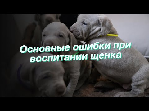Основные ошибки при воспитании щенка