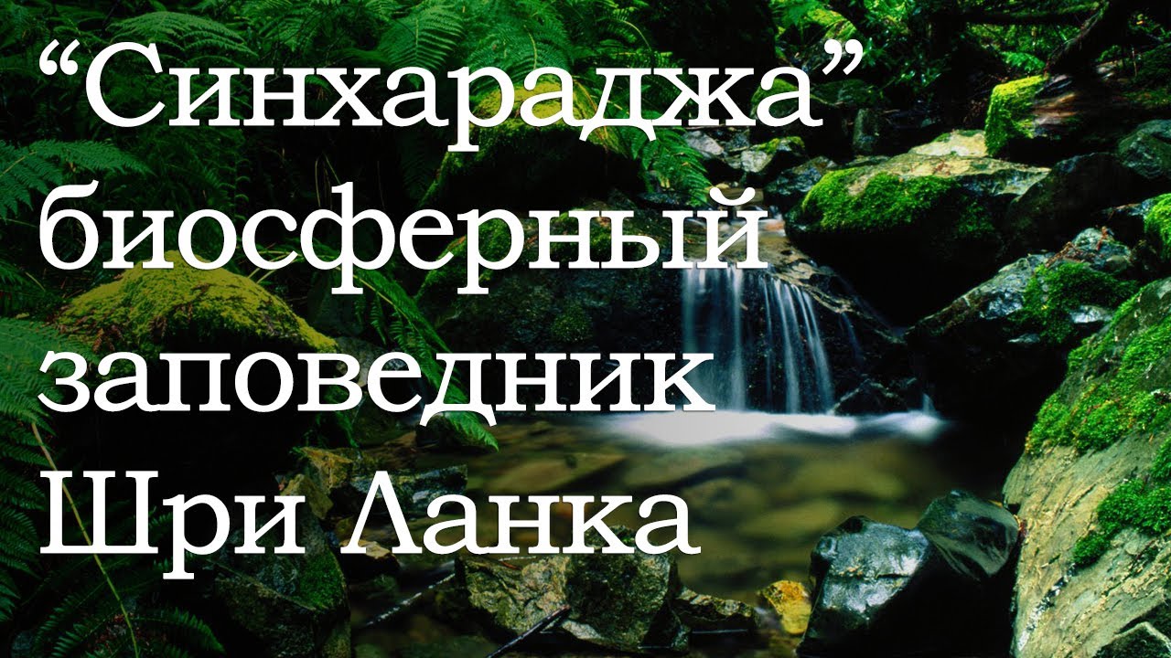 Синхараджа биосферный заповедник остров Шри Ланка, Sinharaja forest reserve